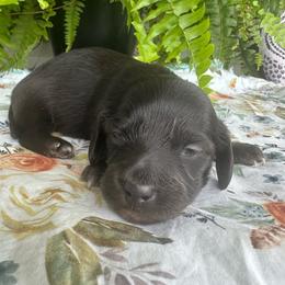 Buddy - Black male Dachshund puppy in Saint Peter, Illinois from Ashton’s Doxies of Southern IL