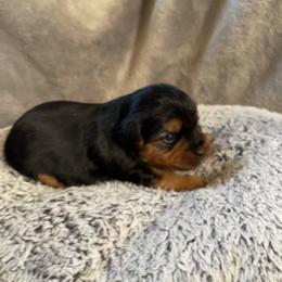 Ally - Black and tan female Yorkshire Terrier puppy in Taylorsville, North Carolina from Mountain Top Hot Tailz