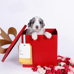 Blaze - Merle male Sheepadoodle puppy in Los Angeles, California from Exquisite Doodles
