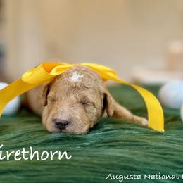 Firethorn - Apricot male Poodle puppy in Salem, Oregon from Lavish Poodles