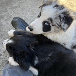 Border Collie Puppies from Roaring River Border Collies