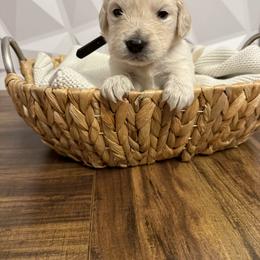 Black collar - Light golden male Golden Retriever puppy in Radcliff, Kentucky from It’s A Golden Life