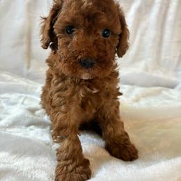 Tigger - Red male Cockapoo puppy in Adrian, Oregon from ApplebyFarm