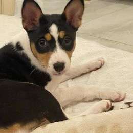 Girl - Tri-color Basenji puppy in Chatsworth, California from Royal Basenji