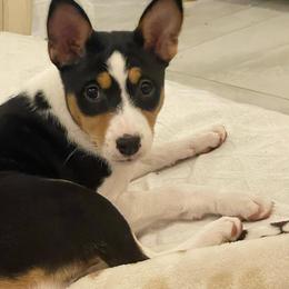 Girl - Tri-color Basenji puppy in Chatsworth, California from Royal Basenji