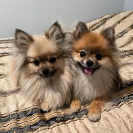 Pomeranians from Stardust Poms