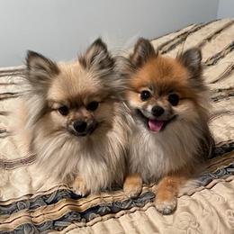 Pomeranians from Stardust Poms