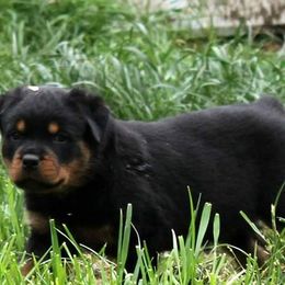 Rottweiler Puppies from C&C Royal Rottweilers
