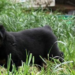 Rottweiler Puppies from C&C Royal Rottweilers
