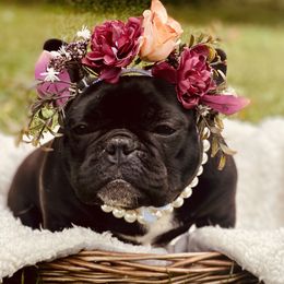 Luelle - French Bulldog