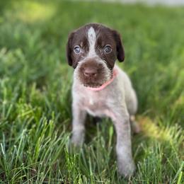 Pink female - Brown and gray female Wirehaired Pointing Griffon puppy in Williston, North Dakota from Little Muddy Griffons