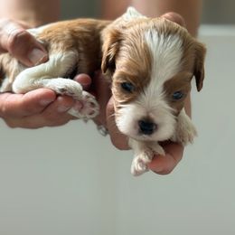 Boy 3 - male Cavapoo puppy in Greenville, South Carolina from Reedy River Doodles