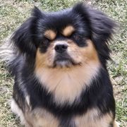 Zara - Tibetan Spaniel