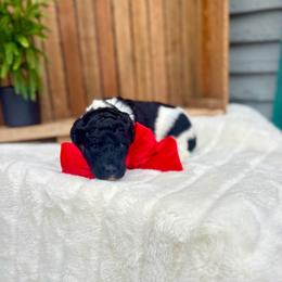 Snowdrop - Black and white female Bernedoodle puppy in Buda, Illinois from Hamilton Farm Doodles