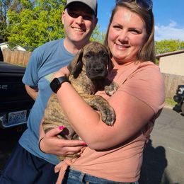 Great Dane Puppies from Phoenix Family Danes
