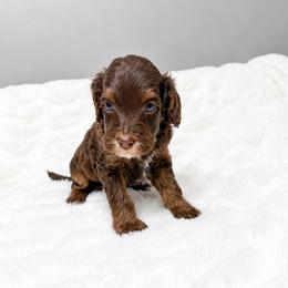 Blue - Chocolate male Australian Labradoodle puppy in Springfield, Ohio from Dawson & Daryn's Royal Companions