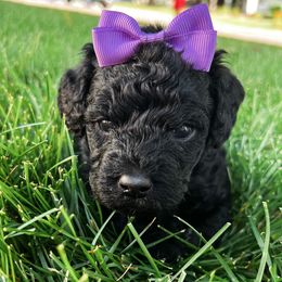 Goldendoodles from Bear River Doodles