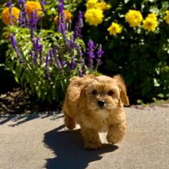 Cavachon, Cavalier King Charles Spaniel, and Cavapoo Puppies from Cavachon Love