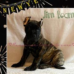 Jim Beam - Tiger male Perro de Presa Canario puppy in Horizon, Texas from Mesquite Creek Kennels