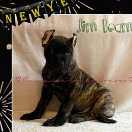 Jim Beam - Tiger male Perro de Presa Canario puppy in Horizon, Texas from Mesquite Creek Kennels