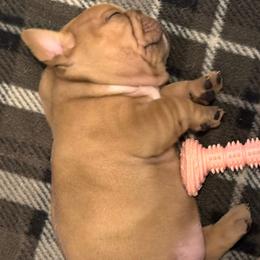 Girl 1 - Fawn female French Bulldog puppy in Litchfield, Ohio from Rock N’ Roll Frenchies