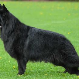 Ezra - German Shepherd