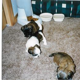Shih Tzu Puppies from Shih Tzu Dreams Come True