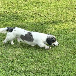 Sampson - Piebald male Dachshund puppy in Pleasant Plains, Arkansas from JGBs Dachshunds