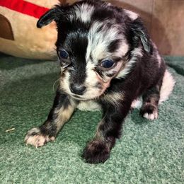 Chihuahua and Chinese Crested Puppies from Western Kentucky Chihuahua’s and Chinese Crested’s