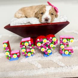Dawn - Buff and white female Cockapoo puppy in West Haven, Utah from Split Mountain Doodles