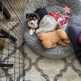 Pembroke Welsh Corgi Puppies from G & H Corgis