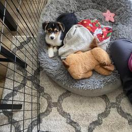 Pembroke Welsh Corgi Puppies from G & H Corgis