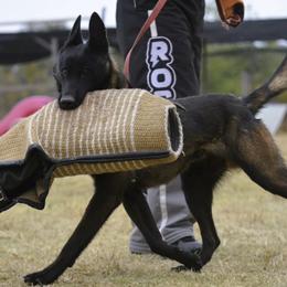 Rocket - Belgian Malinois