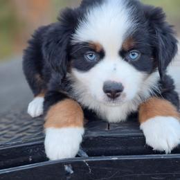 Bramble - Black tri male Miniature Australian Shepherd puppy in Paris, Texas from Blue Envy Mini Aussies