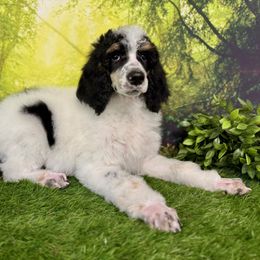 Fort Knox - Phantom Poodle puppy in Middlebourne, West Virginia from El Silencio Standard Poodles