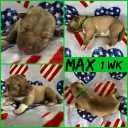 Max (Nickname) - Red and white male Siberian Husky puppy in Fairborn, Ohio from Haven of Free Spirits