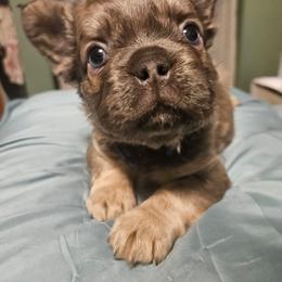 Rigby - Fawn brindle and white male French Bulldog puppy in Bend, Oregon from High Lakes Frenchies