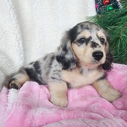 Brooke - Dapple female Dachshund puppy in Grants Pass, Oregon from vom Treuen Wachter