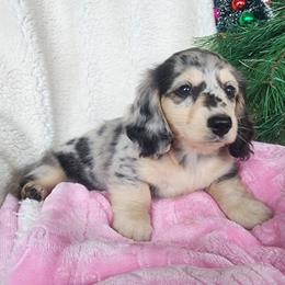 Brooke - Dapple female Dachshund puppy in Grants Pass, Oregon from vom Treuen Wachter