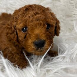 Alfalfa - Red  male Poodle puppy in Hawthorne, Florida from Loblolly Ranch
