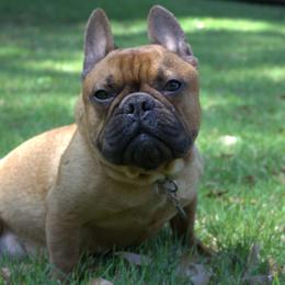 French Bulldogs from Millander Bullies  French Bulldogs