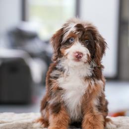 Jay - Chocolate merle male Bernedoodle puppy in Dundee, Ohio from Down Home Doodle