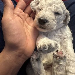 Poodle Puppies from Austin poodles