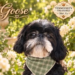 Goose - Shih Tzu