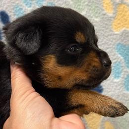 Girl 3 - Black and mahogany female Rottweiler puppy in Newfoundland, Pennsylvania from Poconopaws