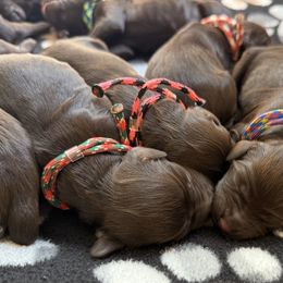 Girl 2 - Liver female Boykin Spaniel puppy in Charlotte, Michigan from Brambleberry Boykins