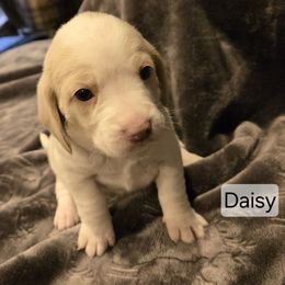 Daisy - Lemon and white female Beagle puppy in La Pine, Oregon from Happier with Dogs
