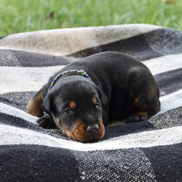 Tarot - Black and rust male Doberman Pinscher puppy in Toney, Alabama from Bhon Mhuir Dobermanns