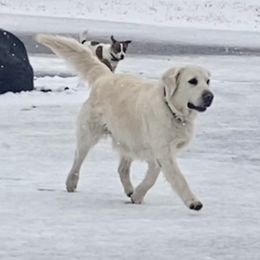 Kiara  - Golden Retriever