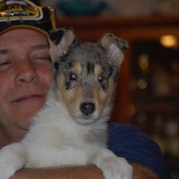 Collie Puppies from Qualteri Collies